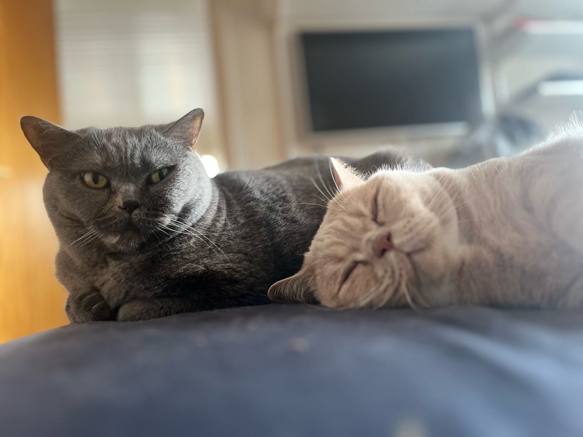 Kattis and Latte, two British Shorthairs