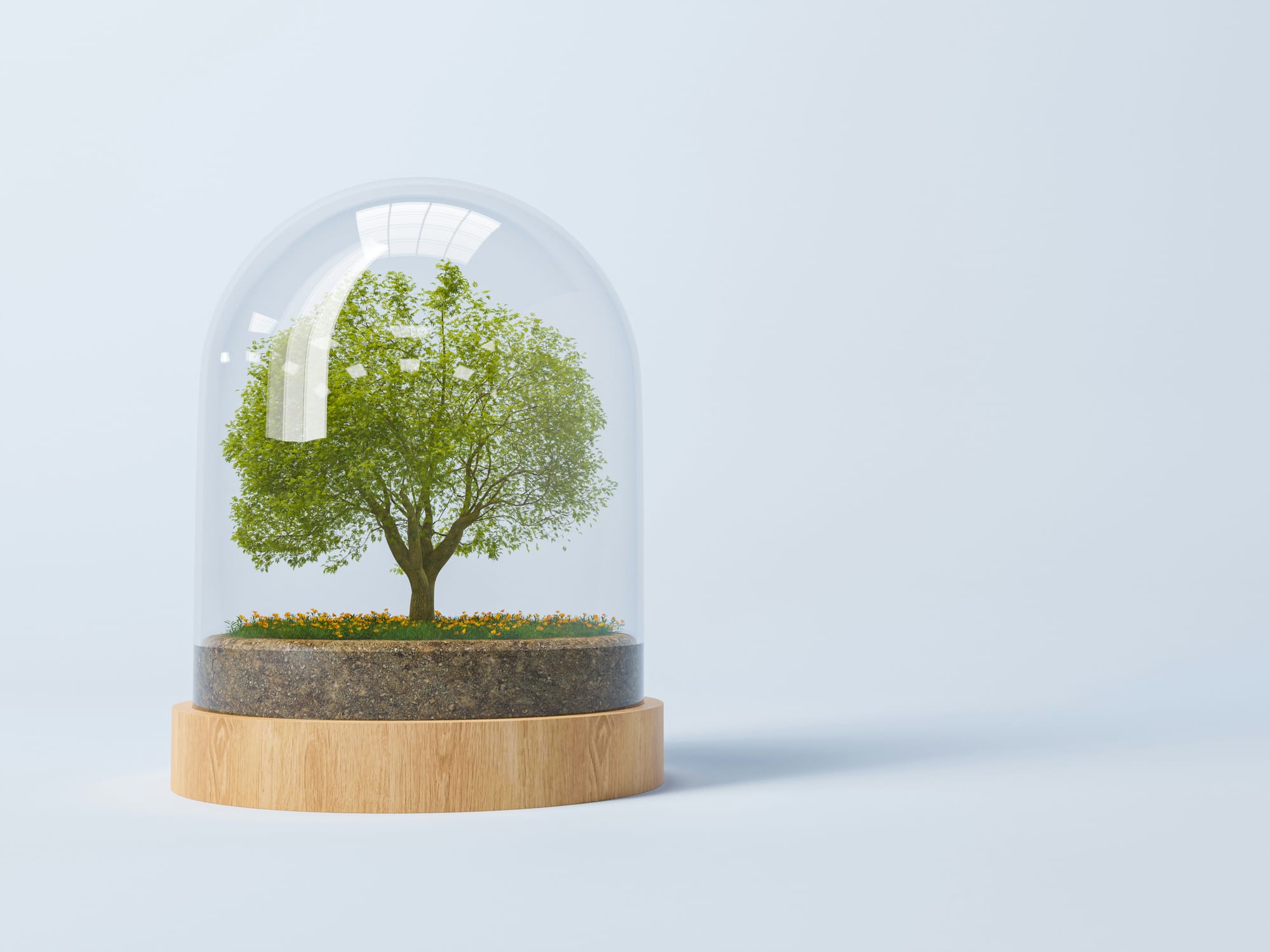 A miniature tree inside a glass dome on a wooden base
