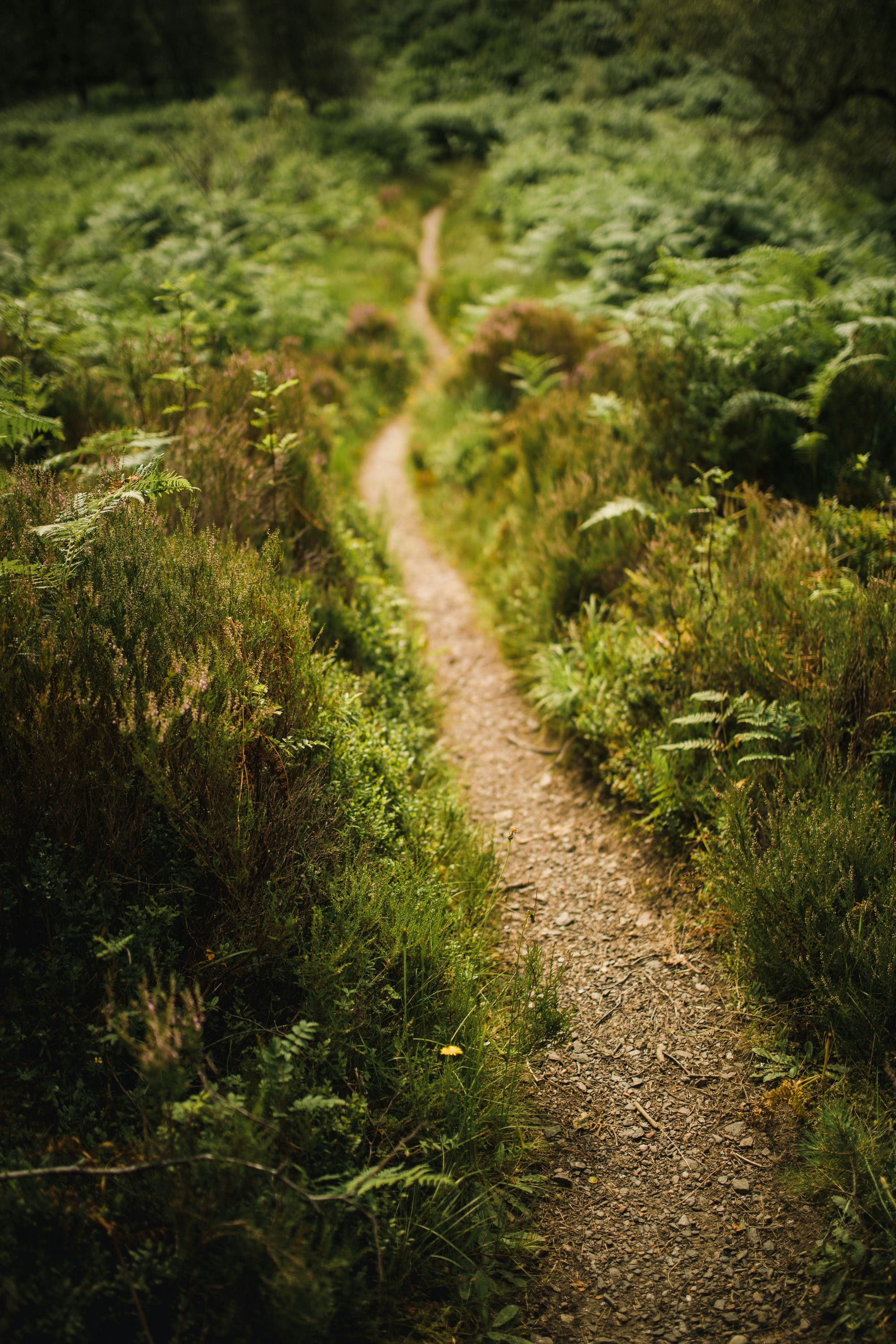 A worn forest path through ferns