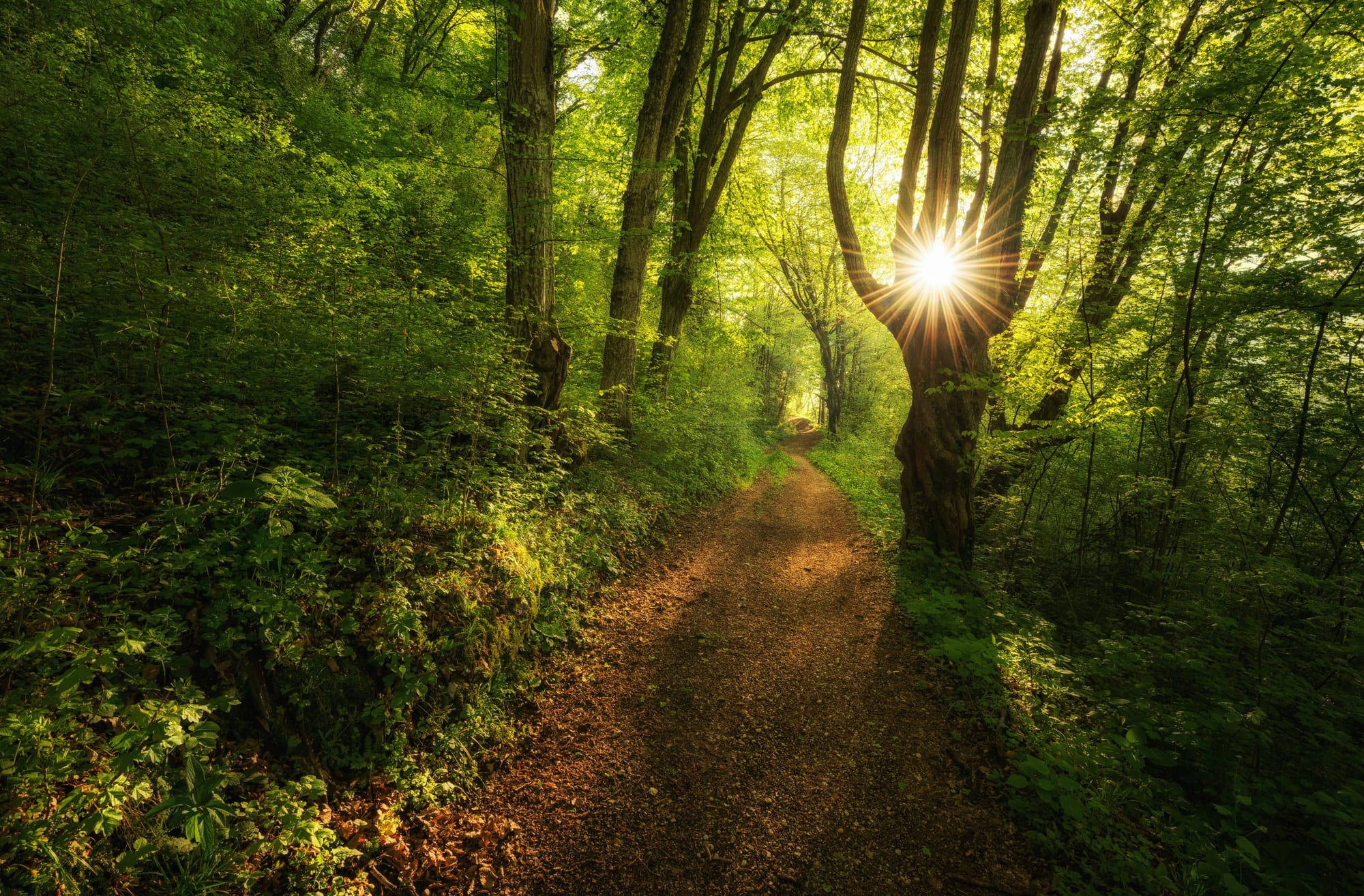 A wooded path winding through dense green forest, sun bursting through the trees on the right and casting warm light across the trail