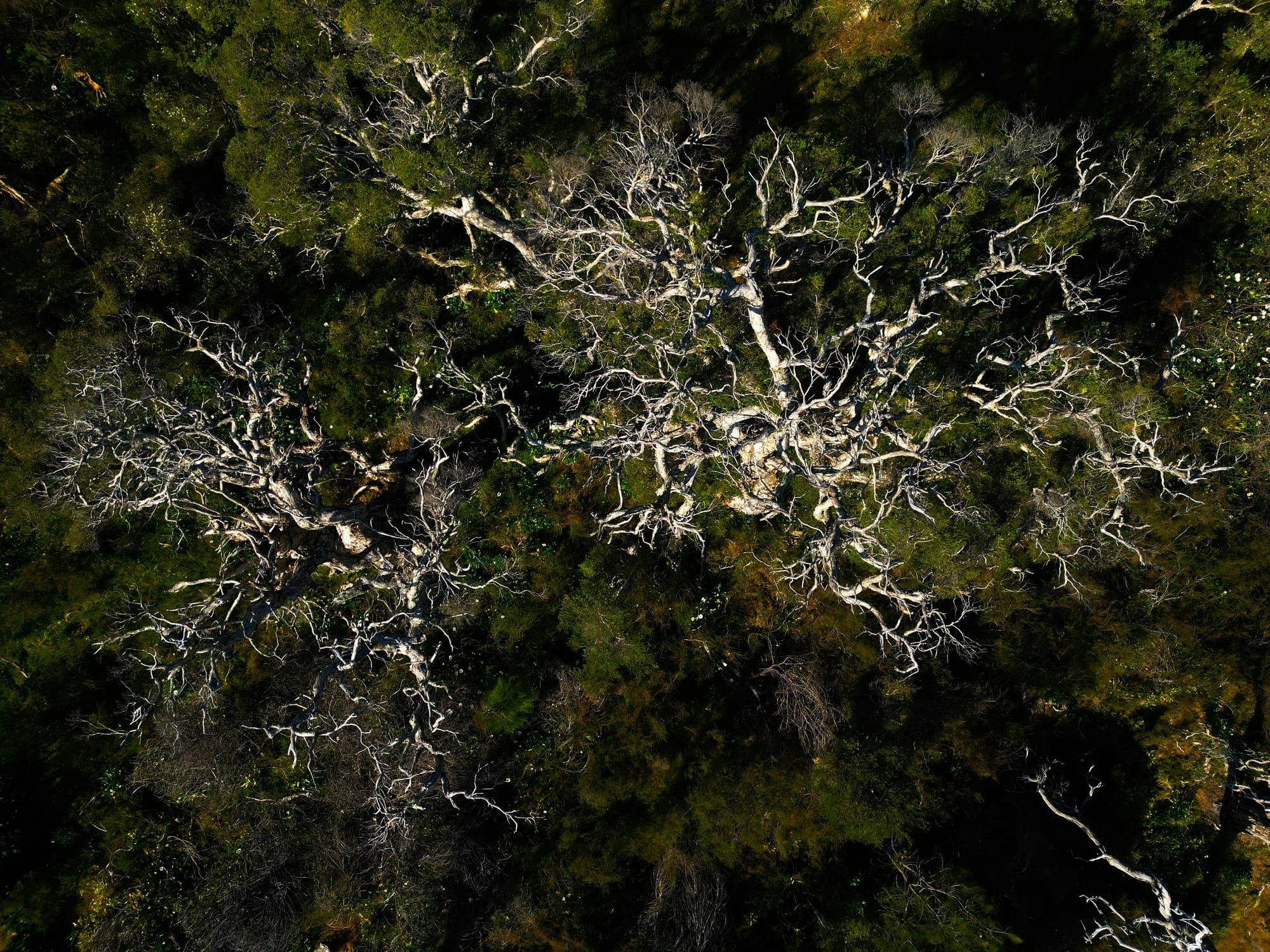 Aerial view of two large bare branching trees, white skeletal branches reaching across a dark green forest floor