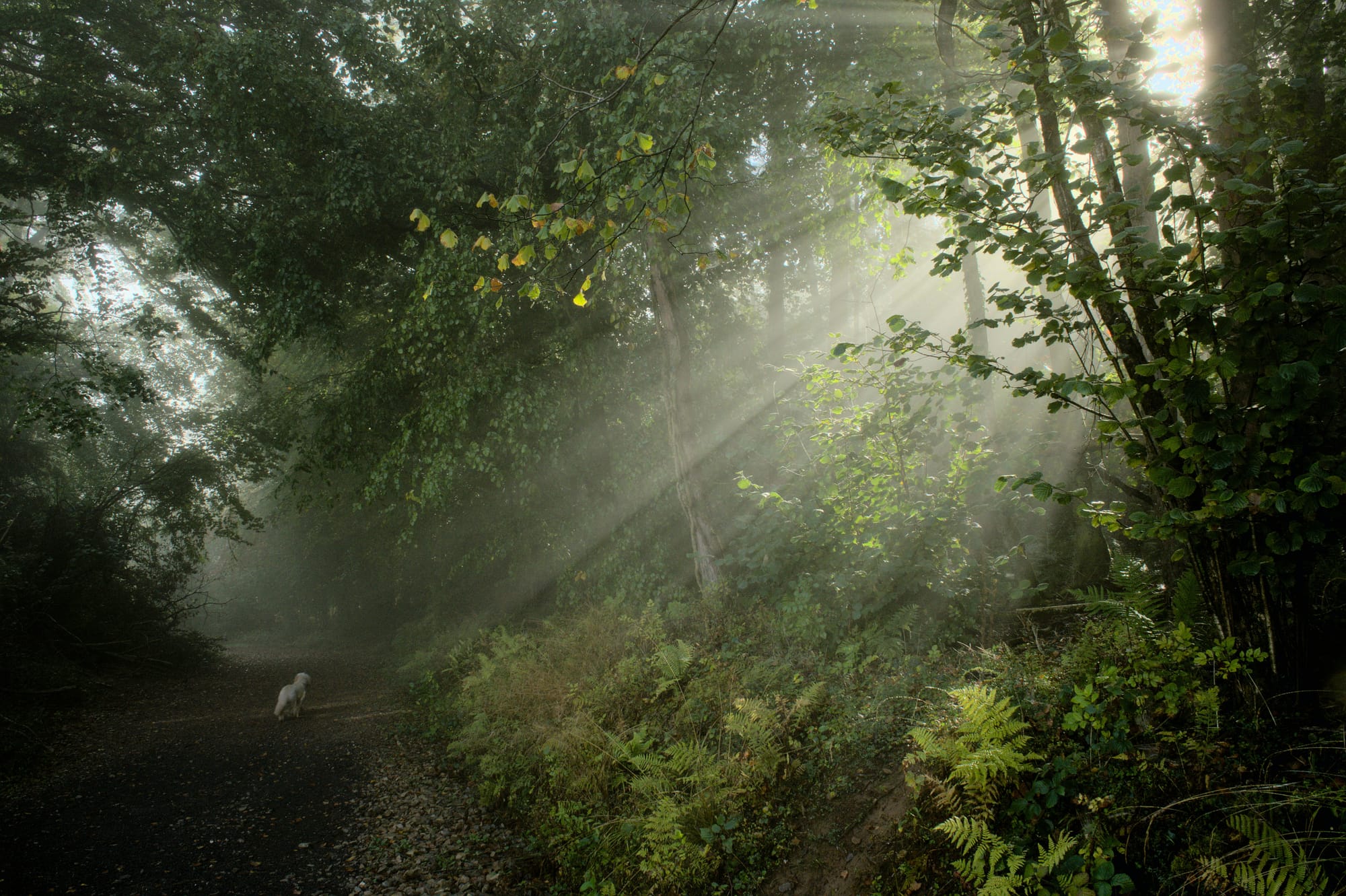 Forest path with light beams cutting through morning mist, a small white dog walking alone on the trail