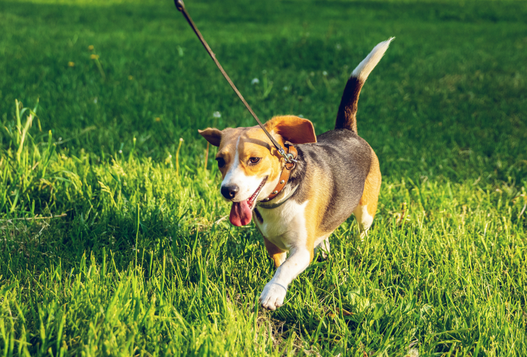 A beagle on a leash, mid-stride, pulling forward eagerly through green grass