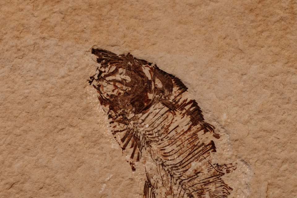 Fossilised fish skeleton preserved in sandstone rock